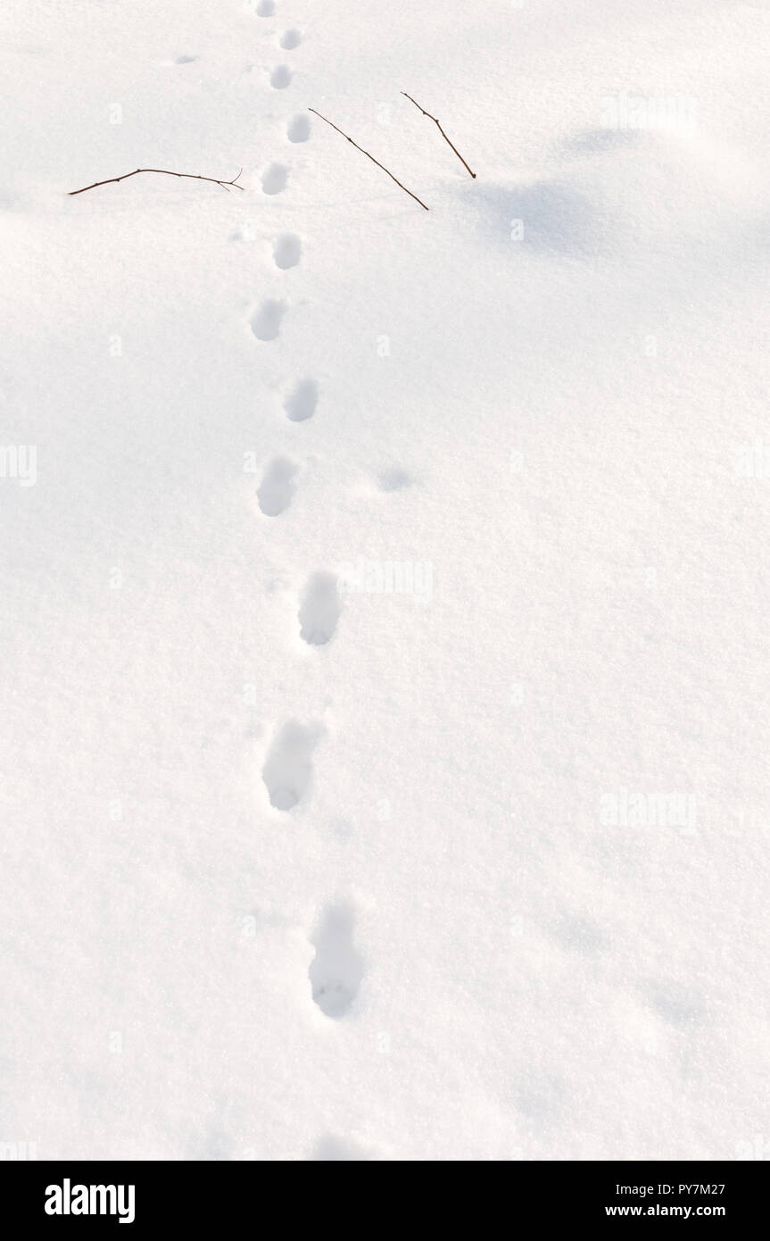 Animal tracks in snow Stock Photo Alamy