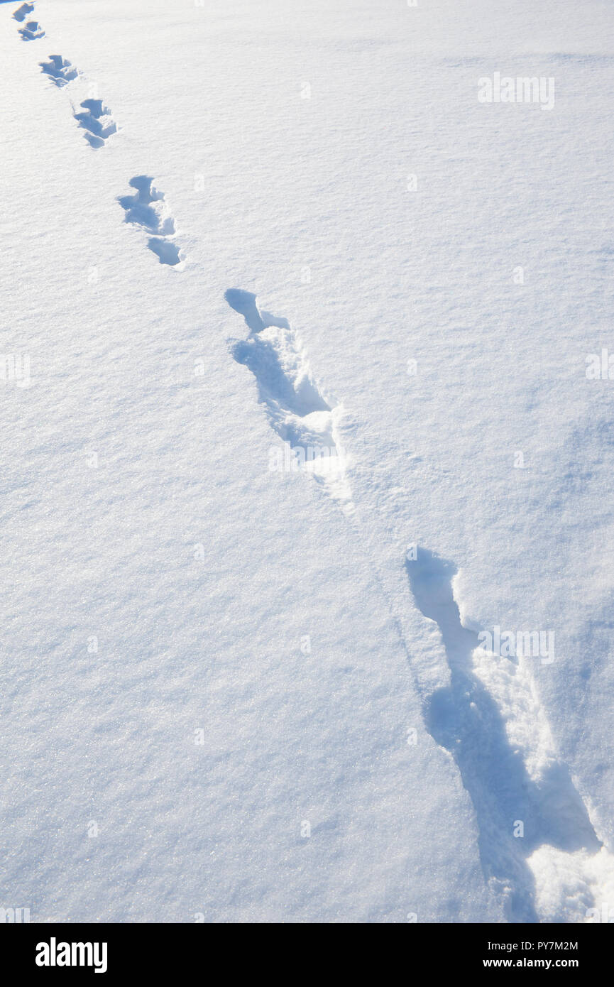 Fox tracks in snow hires stock photography and images Alamy