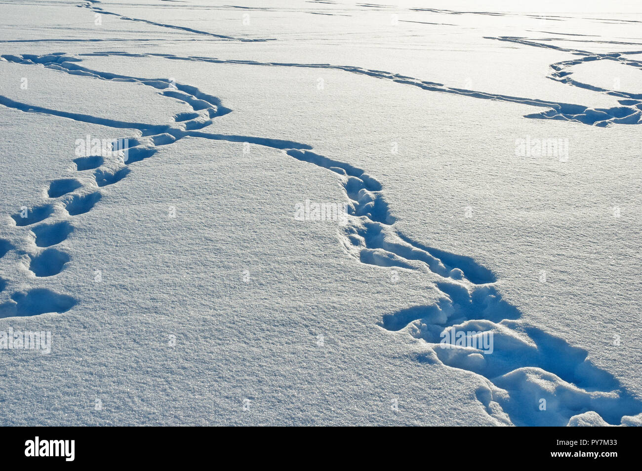 Animal tracks in snow Stock Photo Alamy
