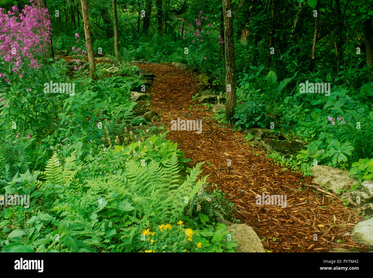 Mulch pathway through shade garden, Missouri, USA Stock Photo Alamy