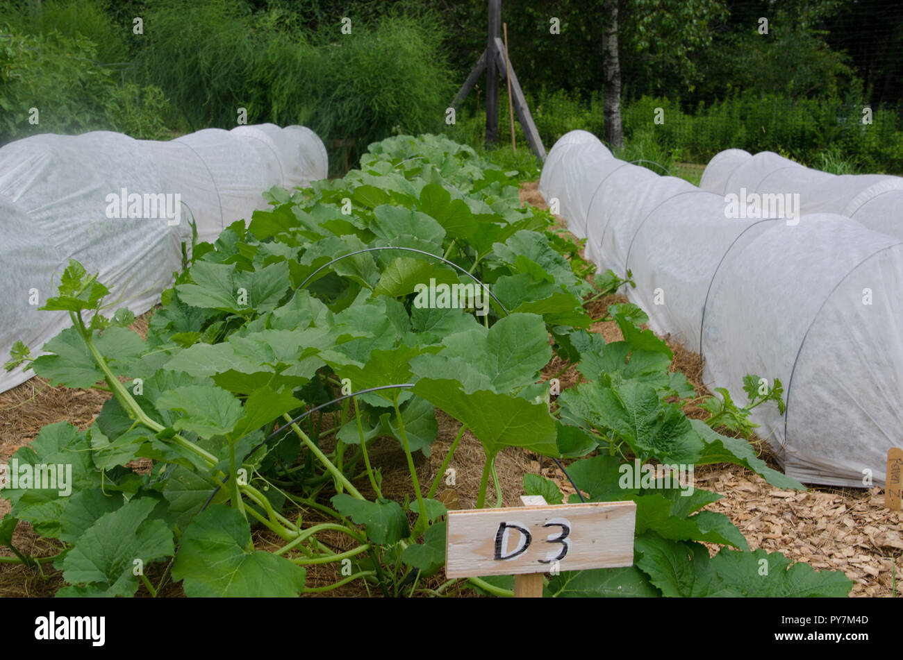 Squash in community vegetable garden with row cover, Maine USA Stock Photo