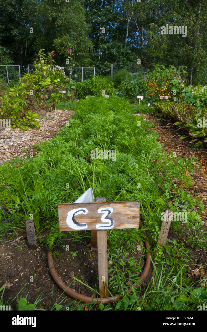 Sign marking row in community garden of carrots, Yarmouth Maine, USA Stock Photo