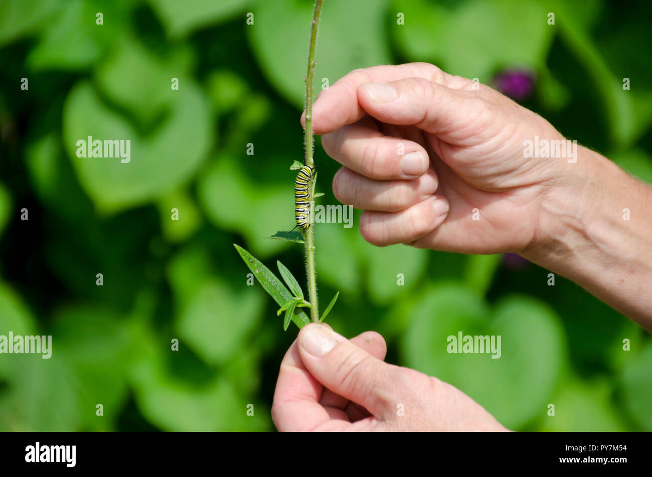 Teacher holds stem of plant with Monarch caterpiller, Community Garden, Maine Stock Photo