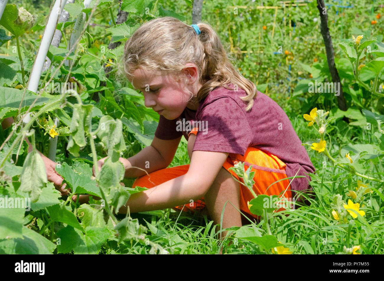 Young girl working in garden picking cucumber in tunnel from community garden at garden camp Stock Photo