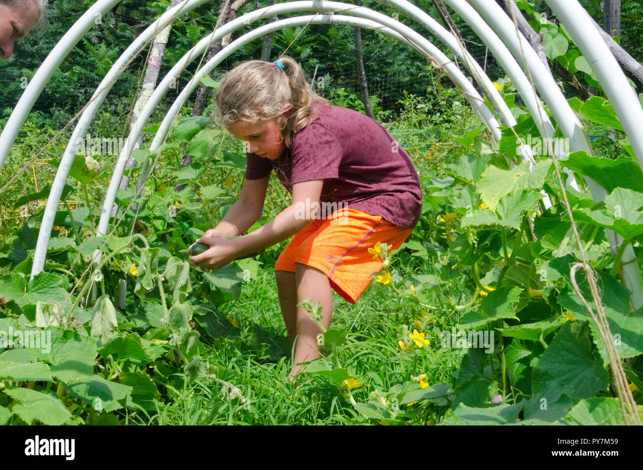 Young girl  picking cucumber in cucumber tunnel from community garden at garden camp Stock Photo