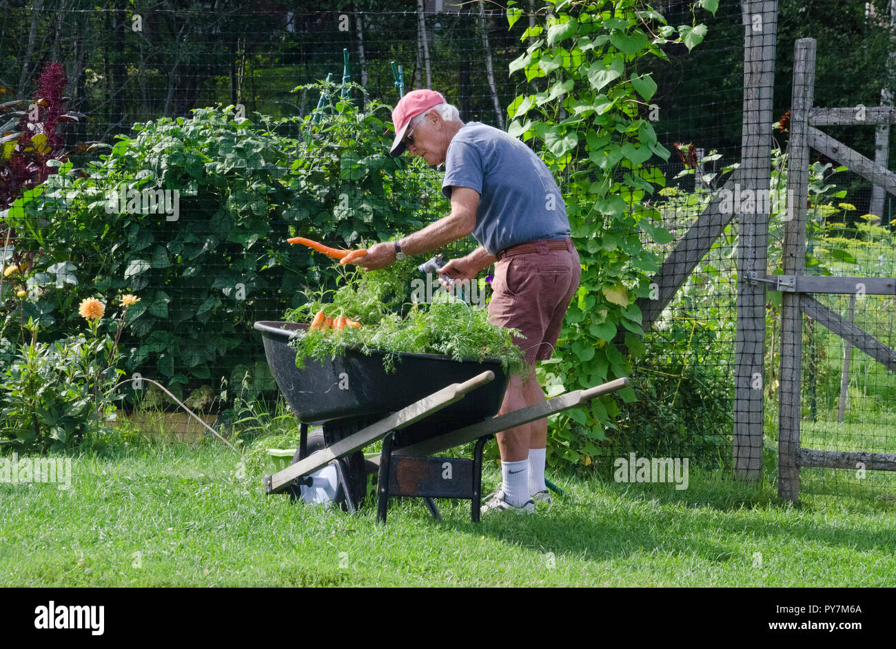 Man washing carrots in the community garden Stock Photo