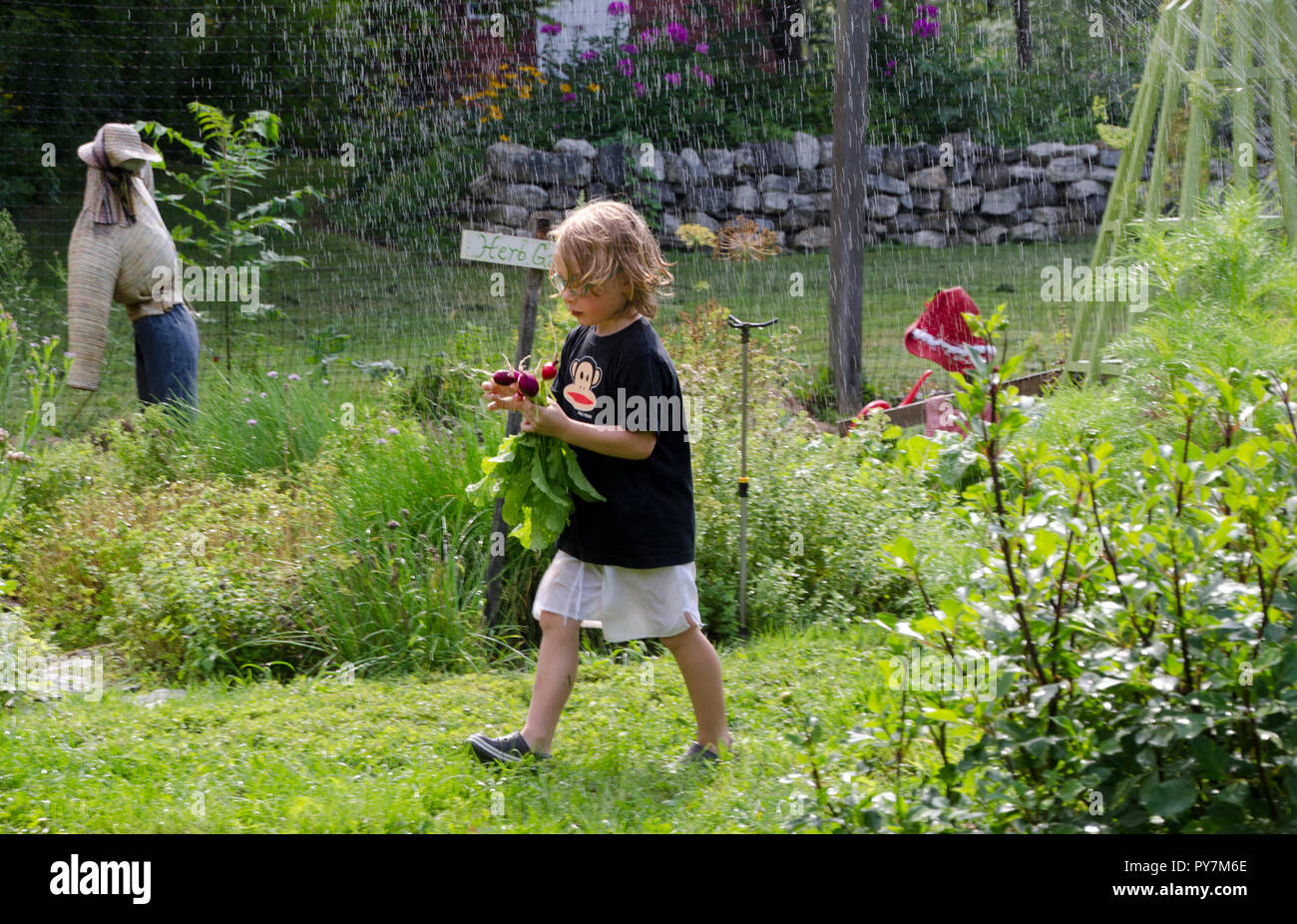 Young boy carries freshly harvested beets through the sprinkler in summer, Maine Stock Photo