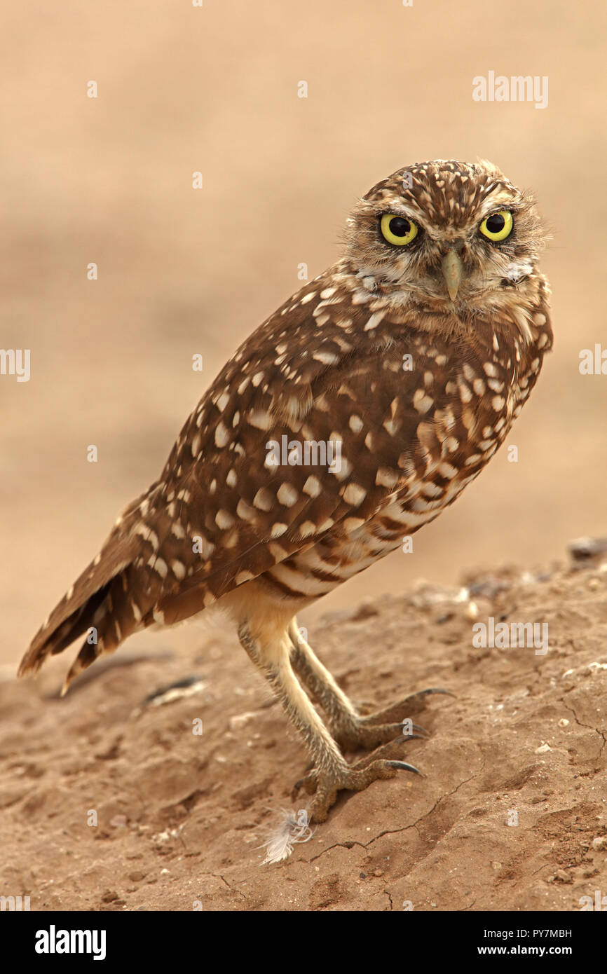 burrowing owl (Athene cunicularia), Arizona Stock Photo Alamy