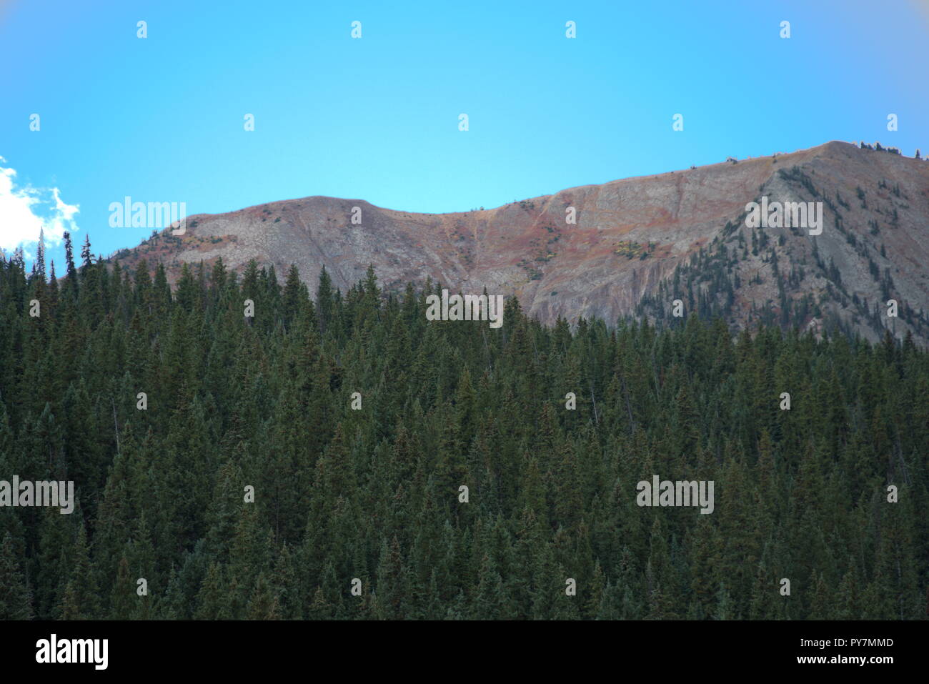 Pine trees forest mountain hi-res stock photography and images - Alamy
