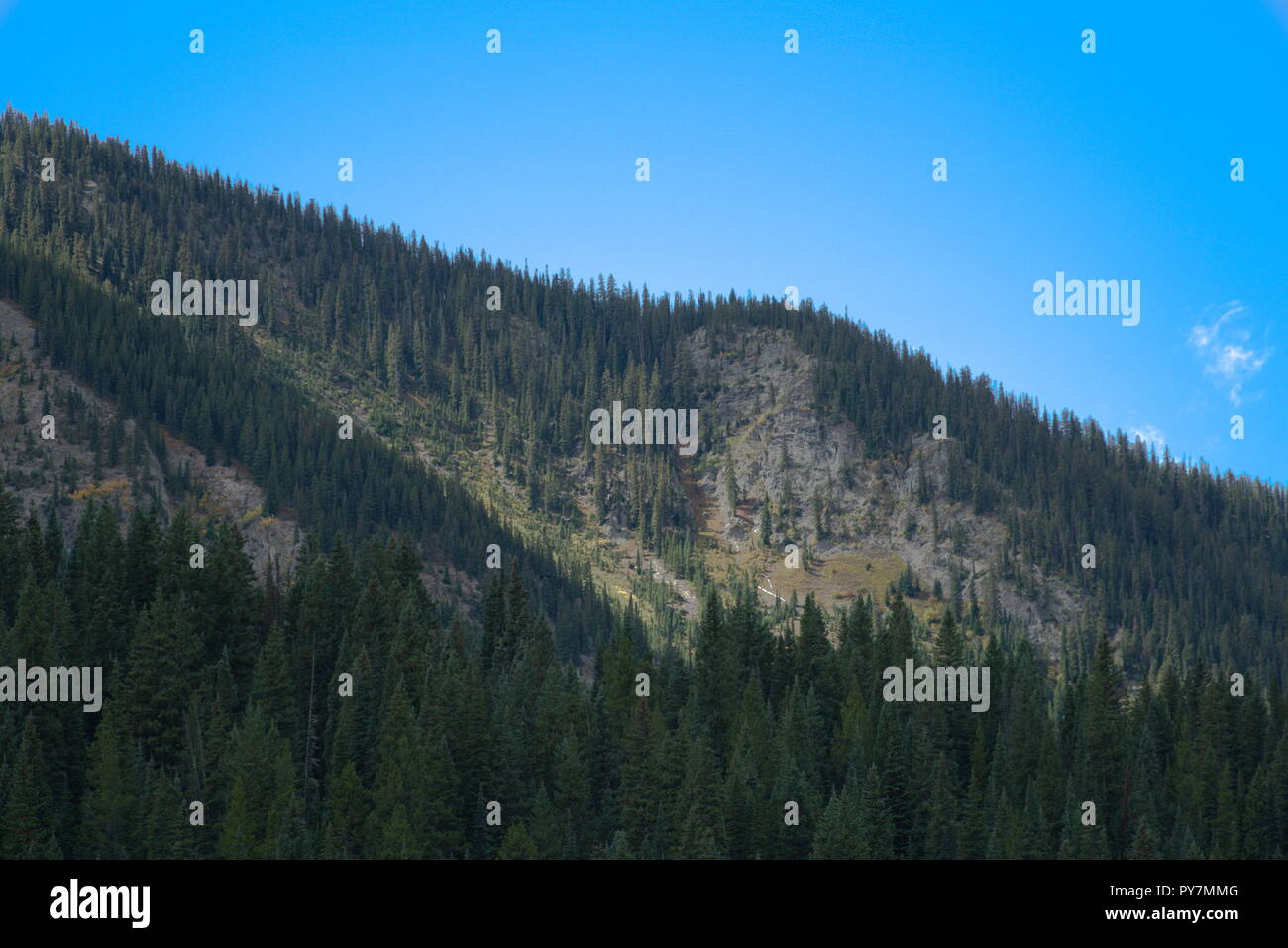 Pine trees forest mountain hi-res stock photography and images - Alamy