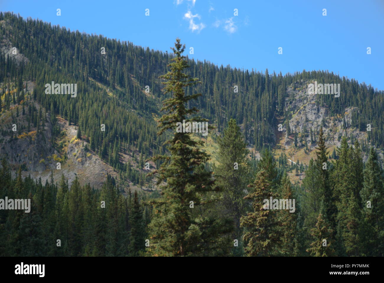 Pine trees forest mountain hi-res stock photography and images - Alamy
