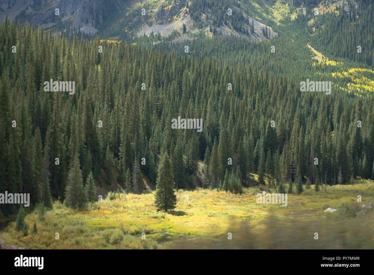 Pine trees forest mountain hi-res stock photography and images - Alamy
