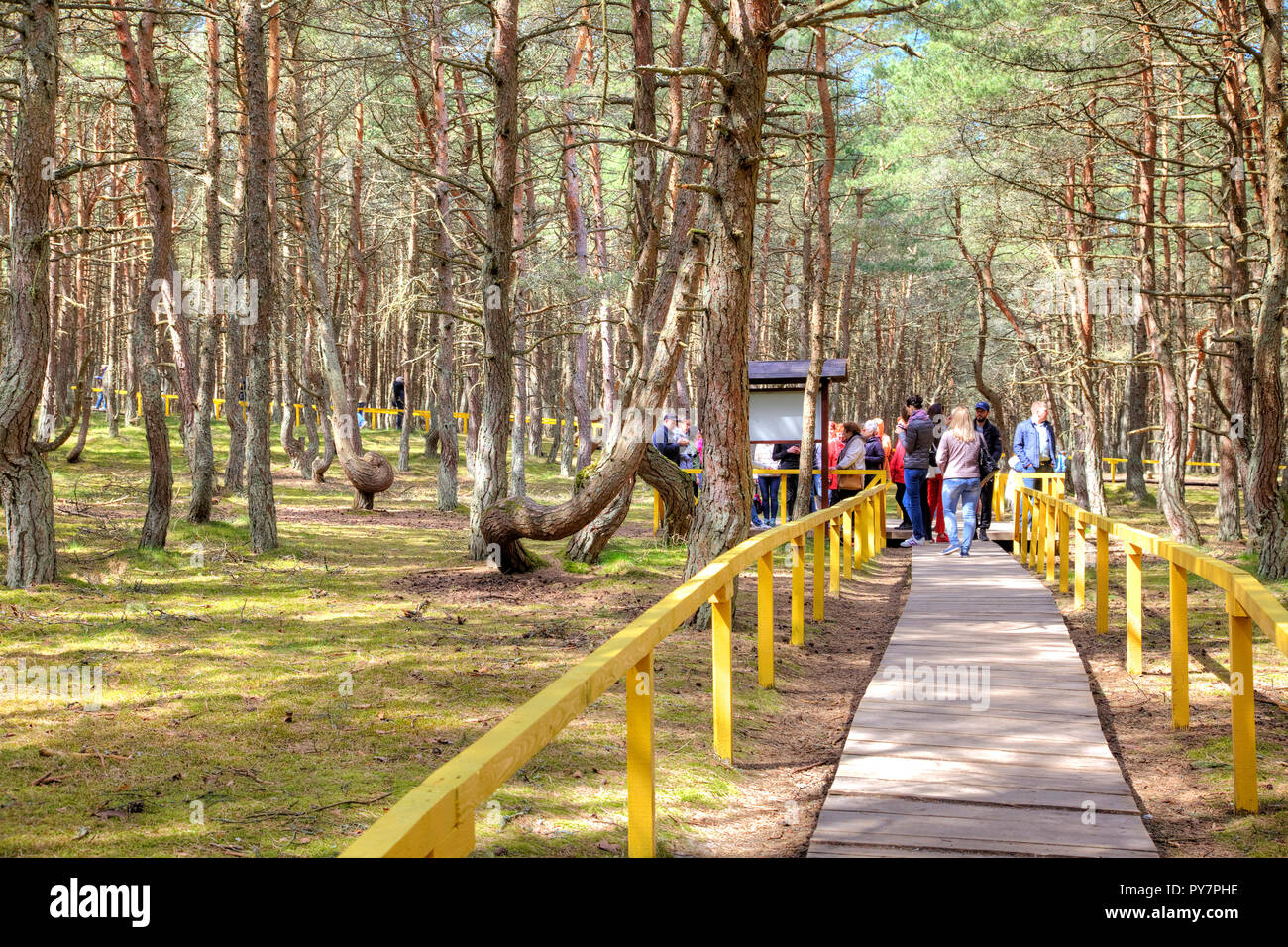 KALININGRAD REGION, RUSSIA - May 02.2018: Curonian Spit. Dune Round. Dancing forest. Tourists on excursions Stock Photo