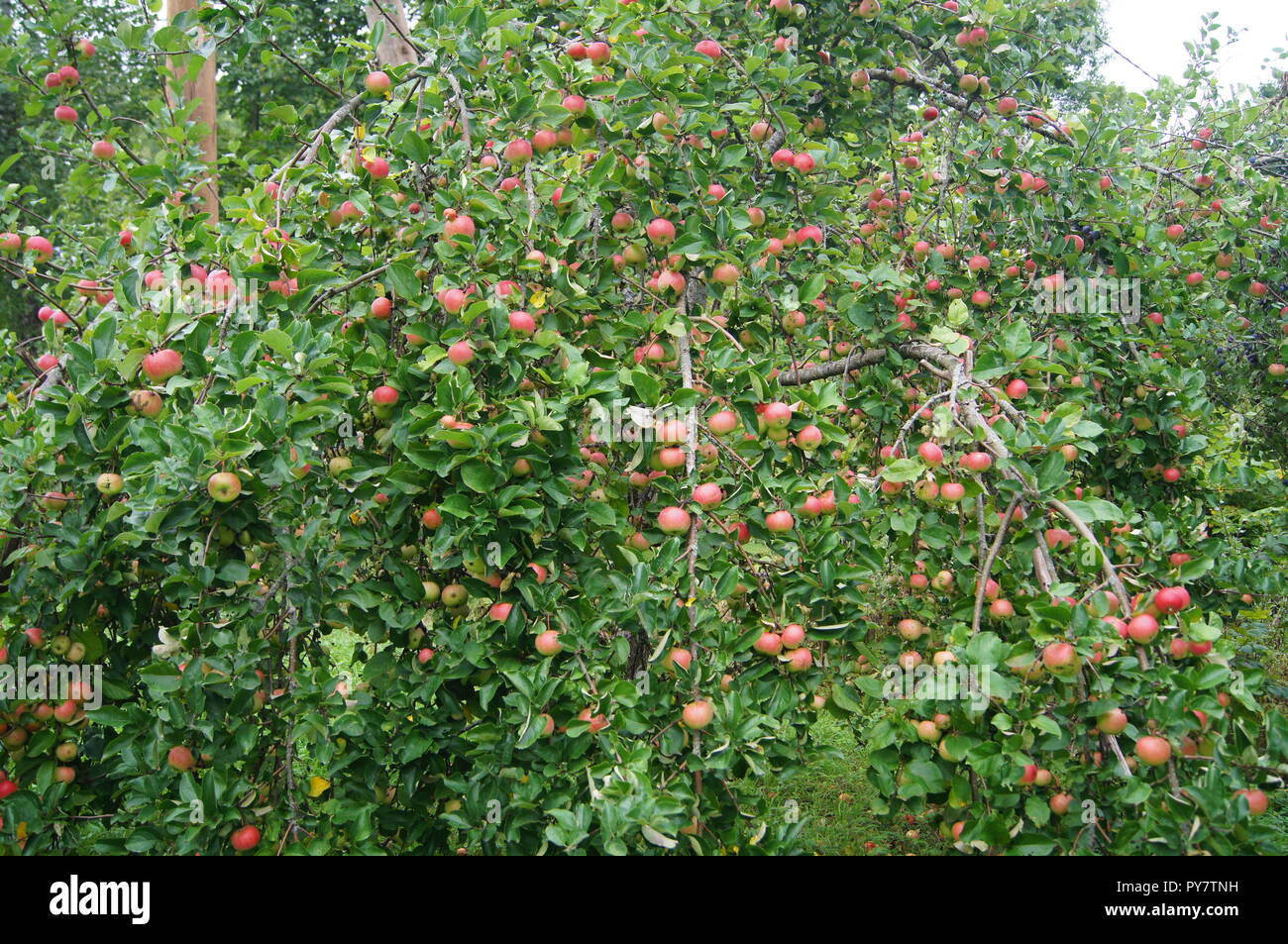 The apple tree full with sweet apples Stock Photo - Alamy