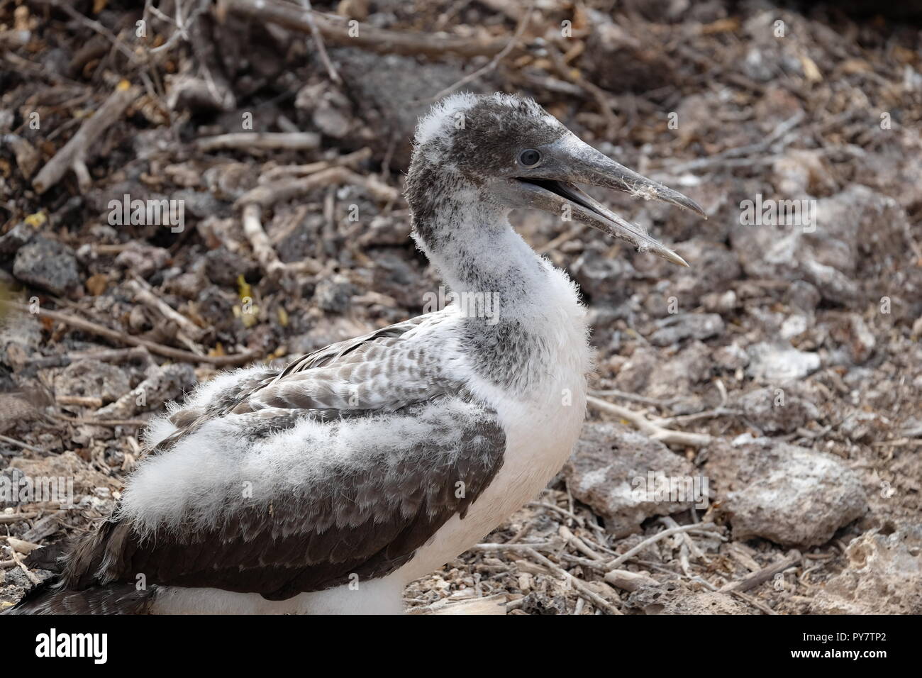 Baby blue footed booby bird waiting for mother, Galapagos Islands Stock