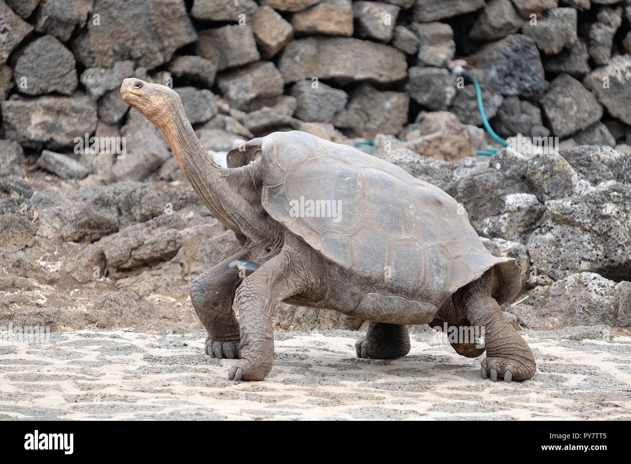 Giant long-neck tortoise walking, Charles Darwin Centre, Galapagos Islands Stock Photo