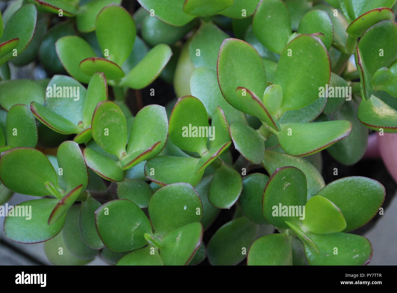 Chinese lucky money plant up close Stock Photo Alamy