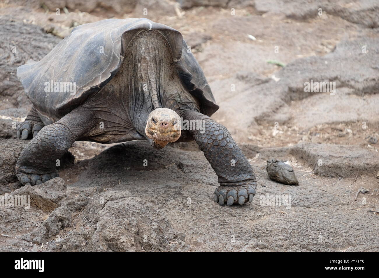 Giant long neck tortoise on rocky ground at the Charles Darwin Centre, Galapagos Islands Stock Photo