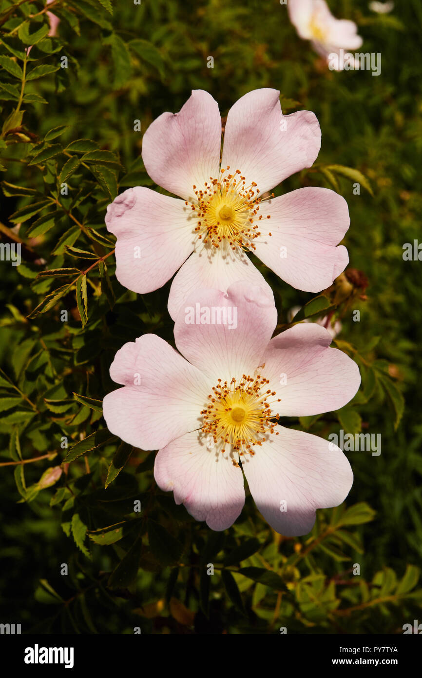 Wild rose in full flower in the sunshine, london, united kingdom Stock Photo