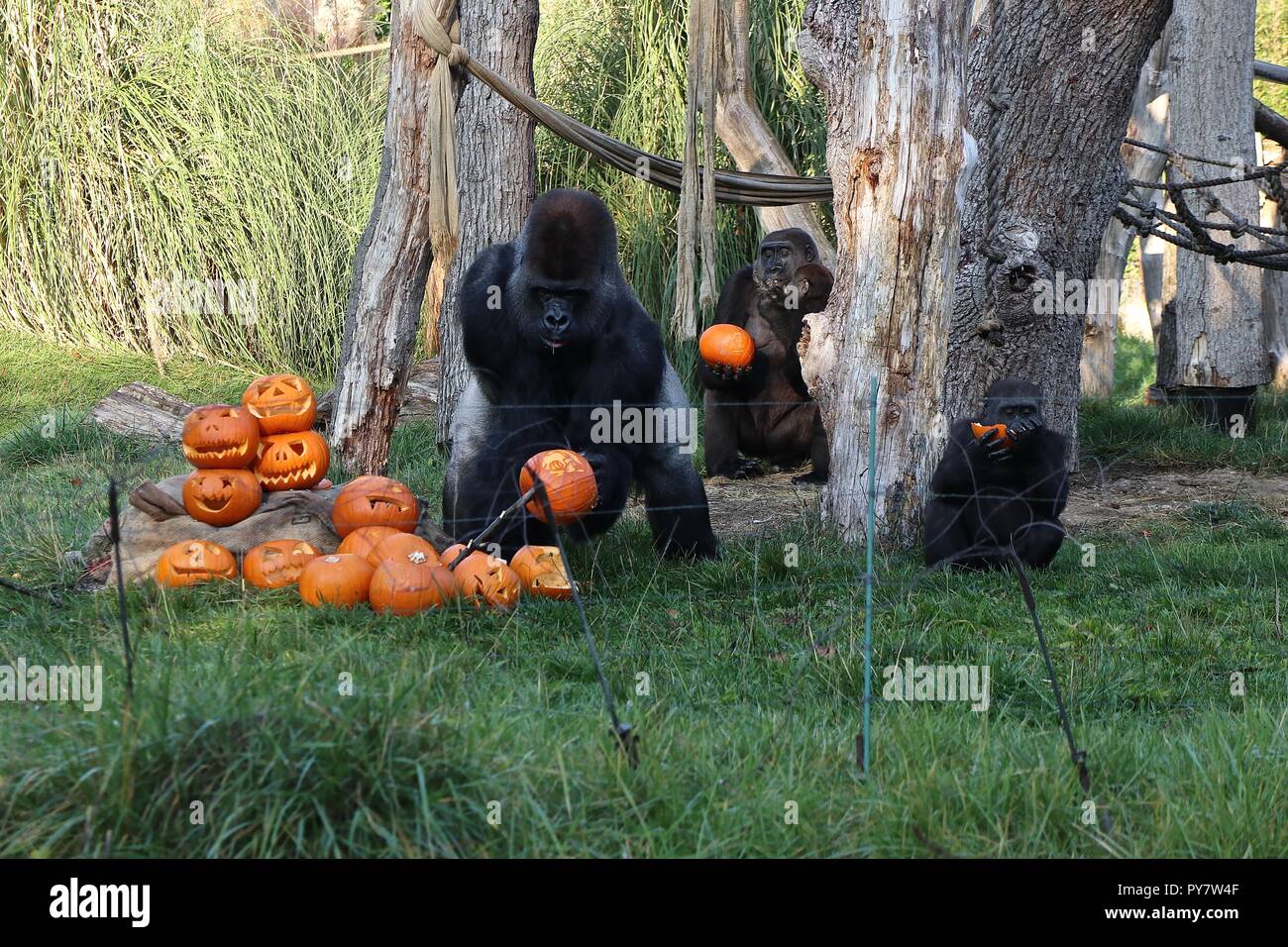 Pumpkins at ZSL London Zoo Stock Photo Alamy
