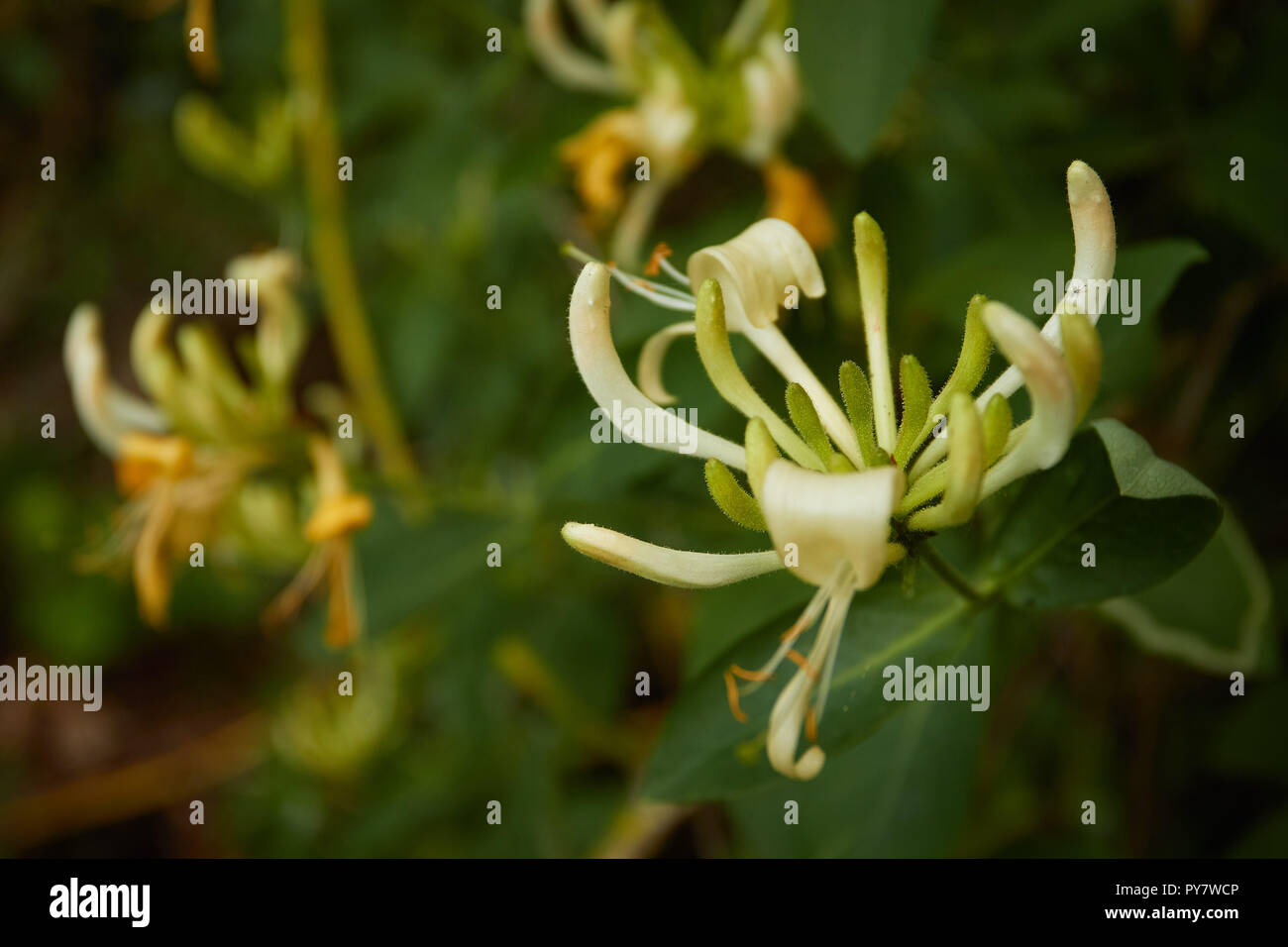 Honeysuckle flower and vine, surrey, england, united kingdom, Europe