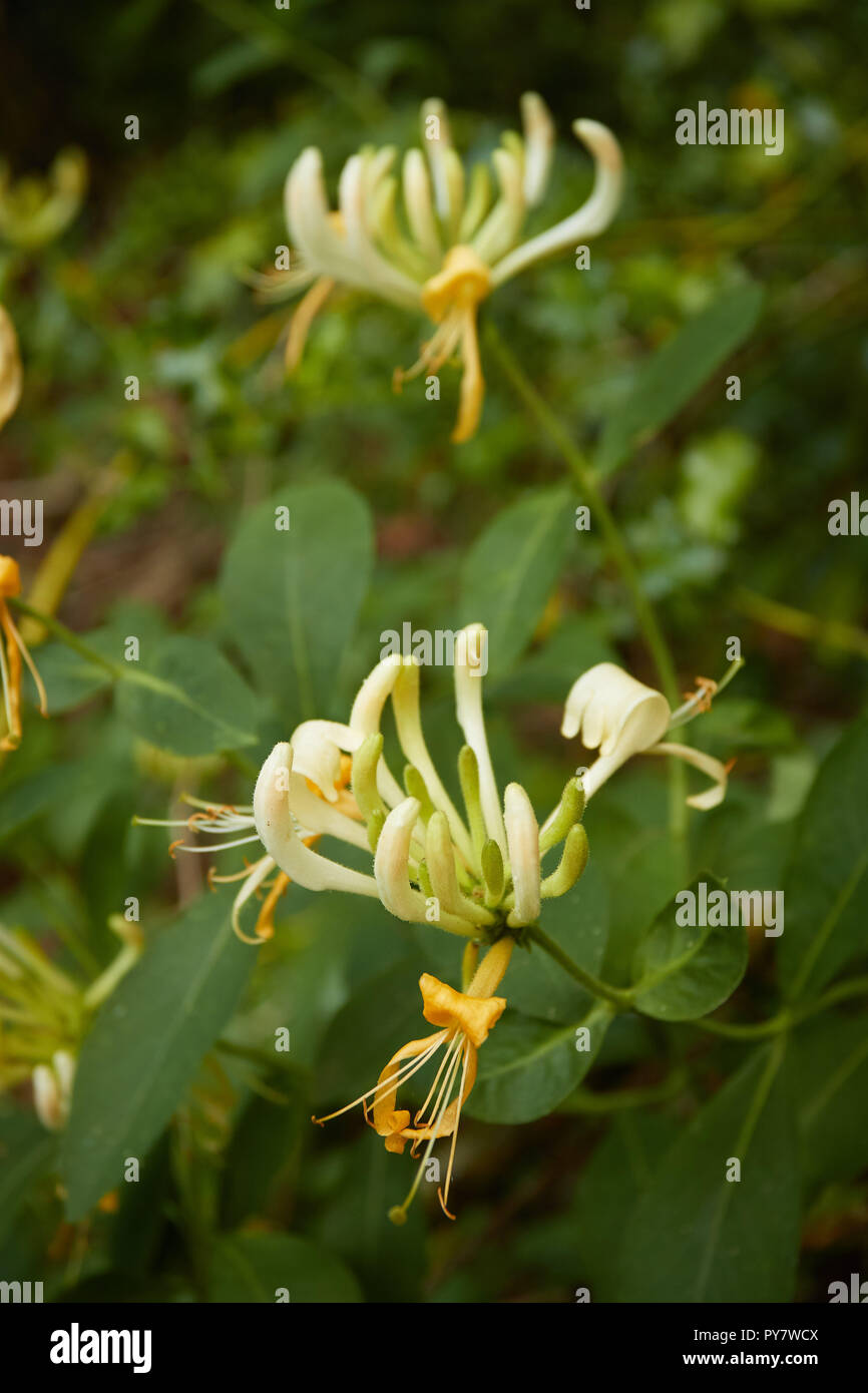 Honeysuckle flower and vine, surrey, england, united kingdom, Europe