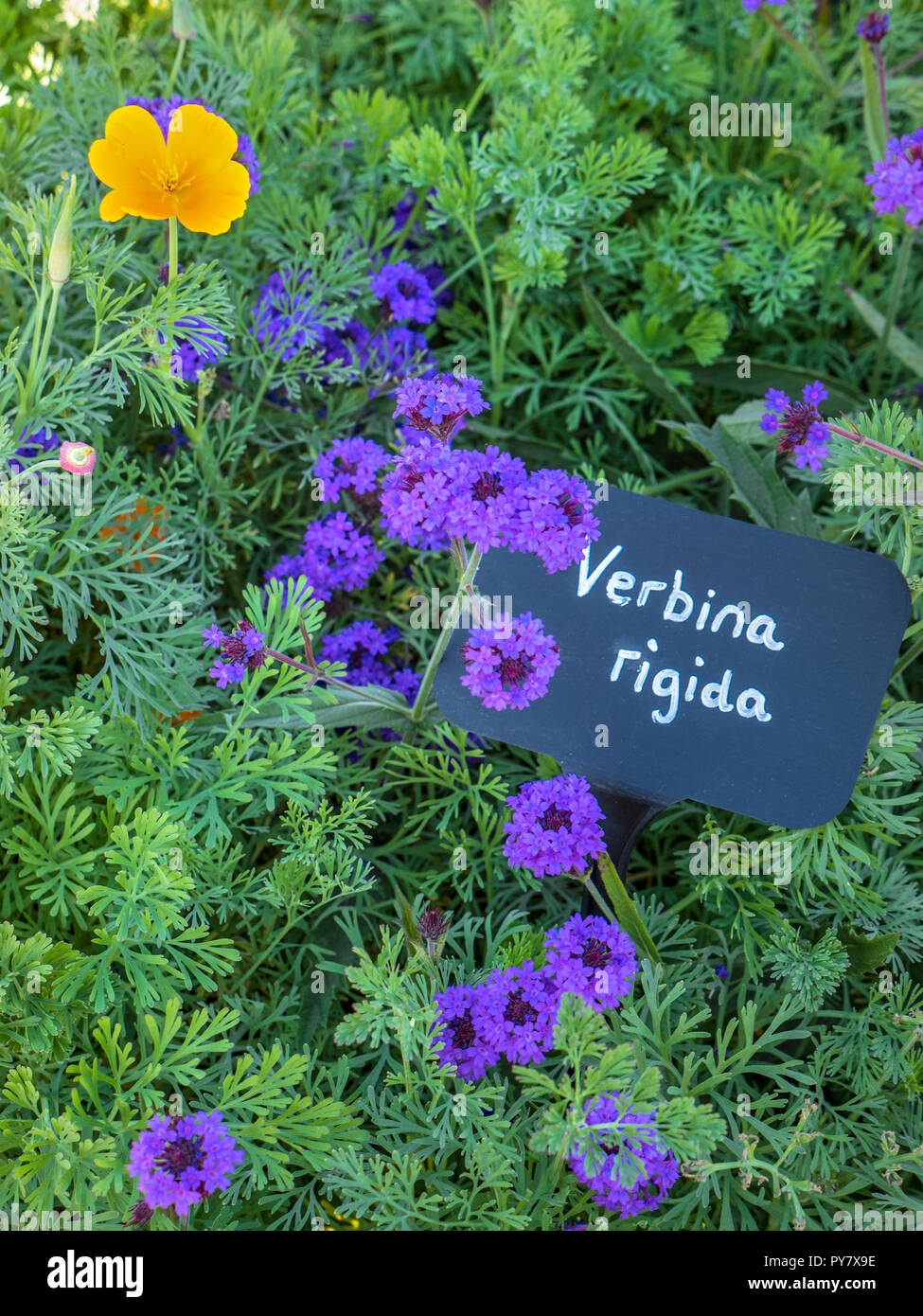 Verbena rigida, known as slender vervain or tuberous vervain, a flowering herbaceous perennial plant in the family Verbenaceae. Native to Brazil Stock Photo