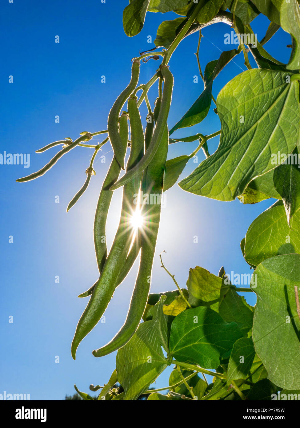 Moonlight garden hires stock photography and images Alamy