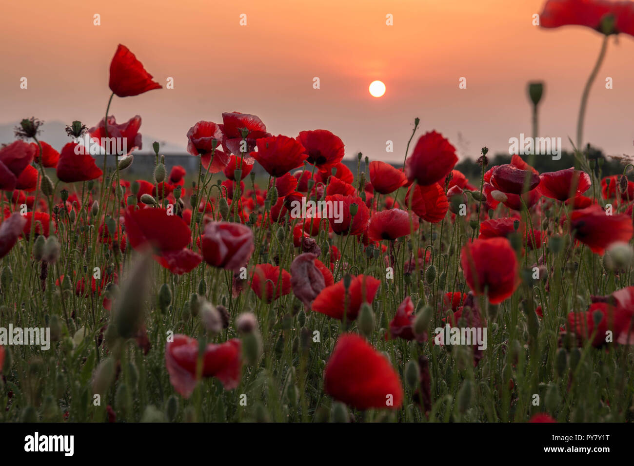 Campo Di Papaveri All Alba Stock Photo Alamy