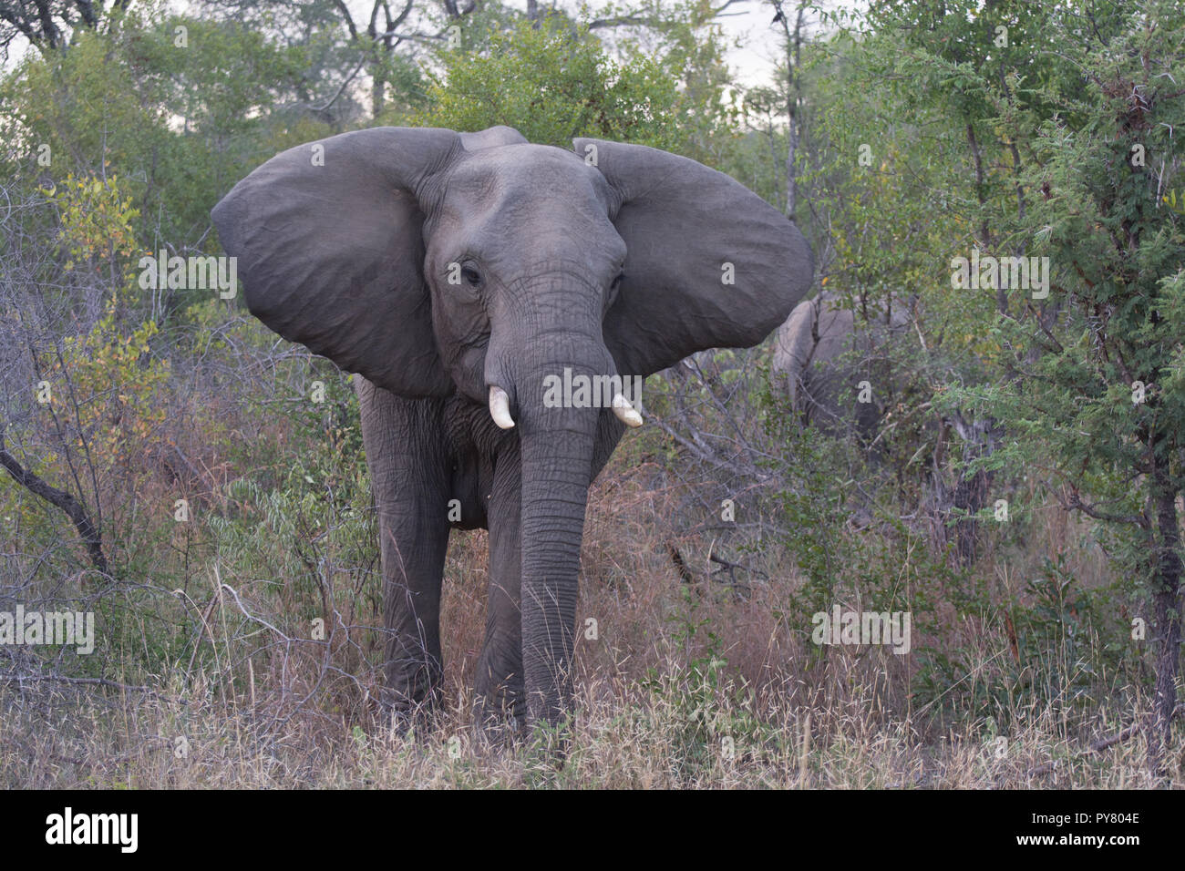 Young African elephant (Loxodonta africana) emerges from tress and approaches camera in the Sabi Sands, Greater Kruger, South Africa Stock Photo