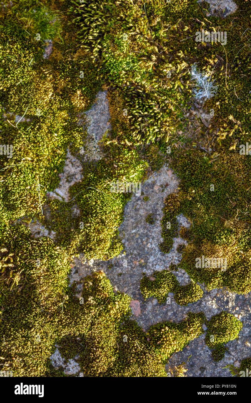 moss on wall on Close Up Of Green Moss Covered Old Stone Wall Top View Moss On The Cement Wall Stock Photo Alamy
