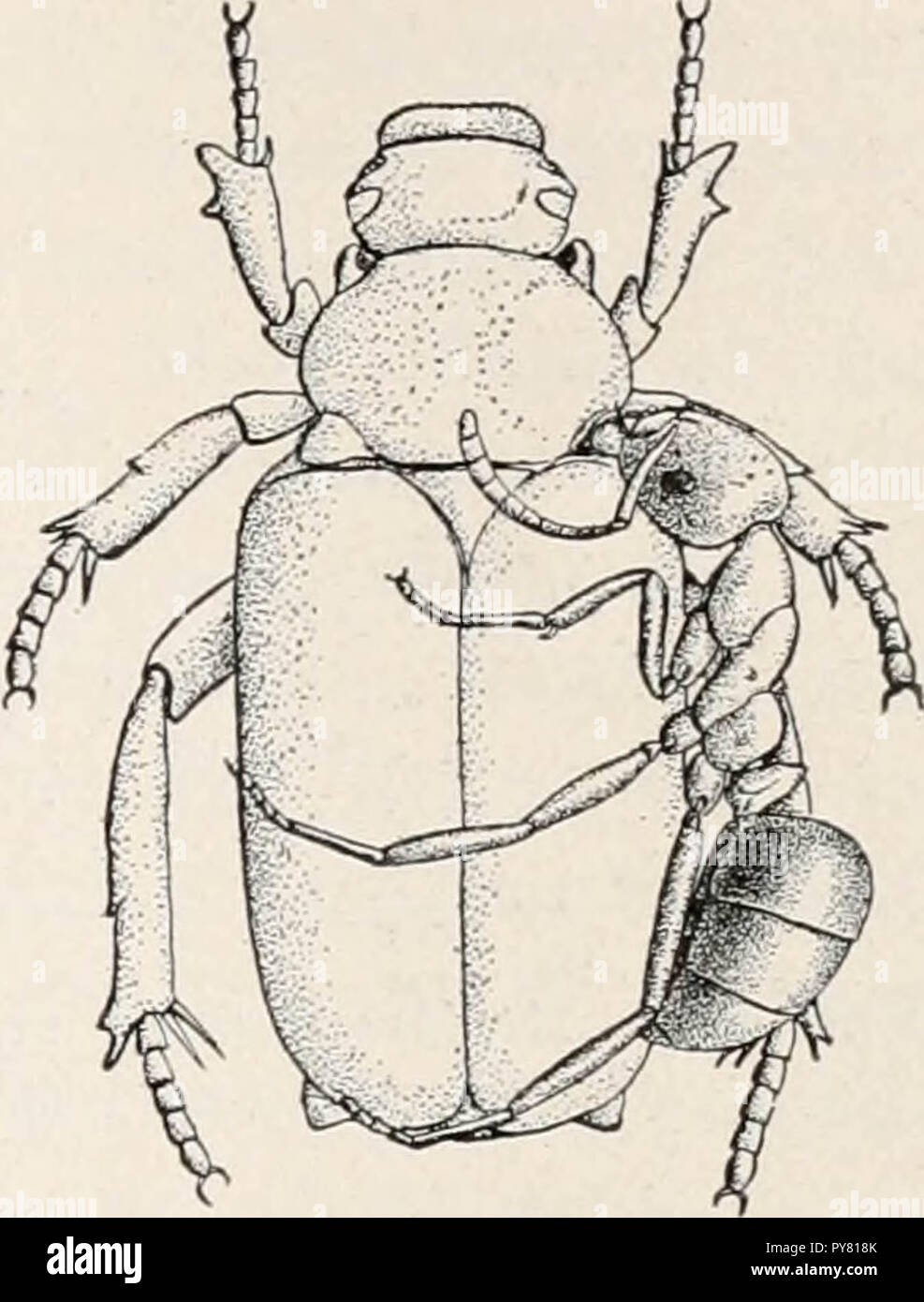 Ants Their Structure Development And Behavior 1910 Stock Photo Alamy