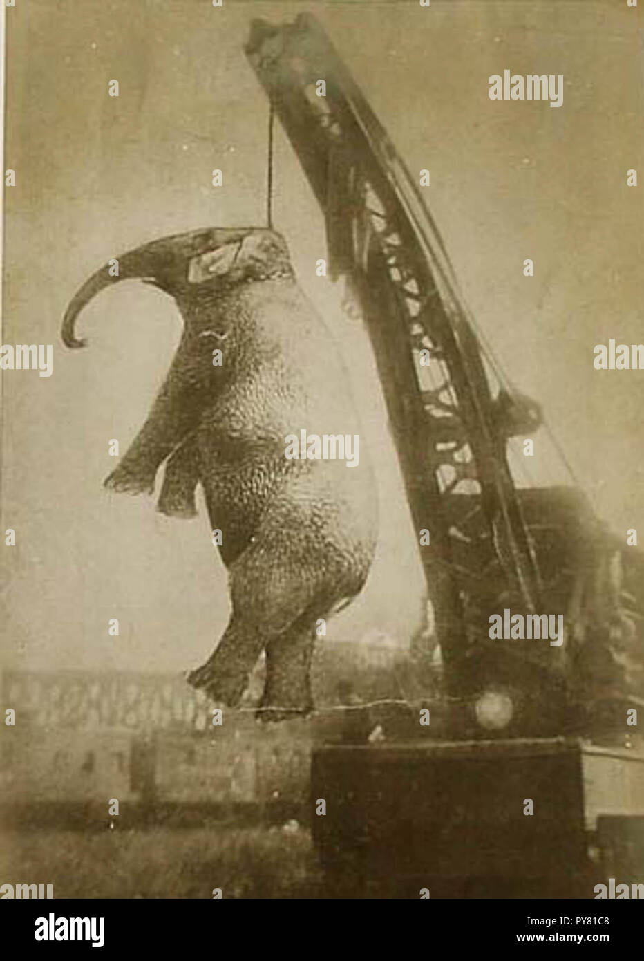Mary the elephant hires stock photography and images Alamy