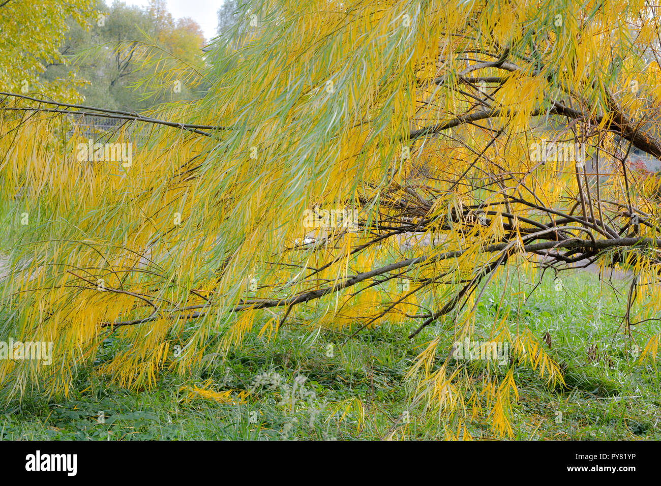 Branches of weeping willow tree falling down in park. Wetland willow