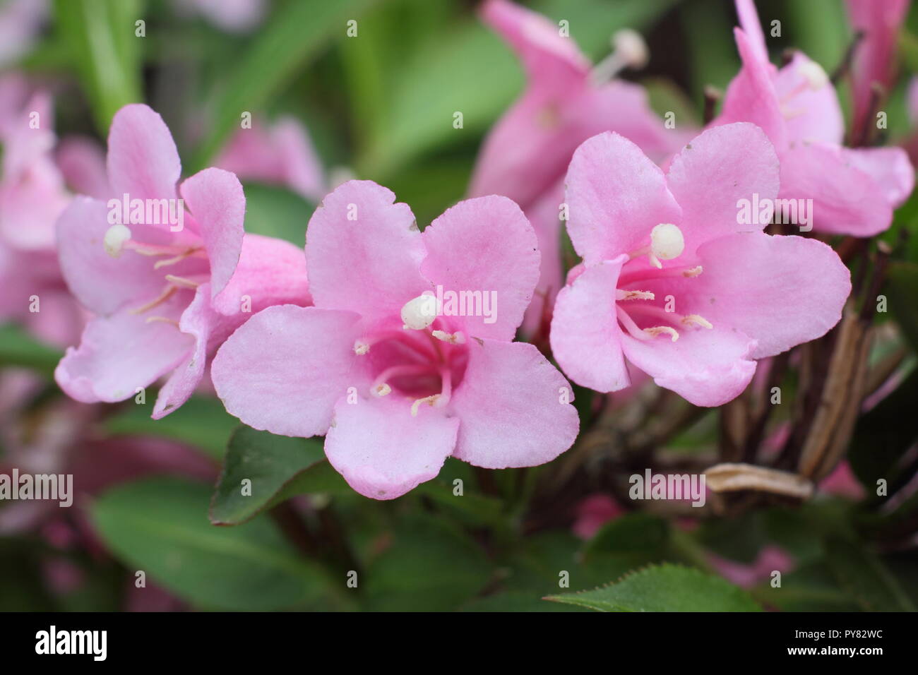 Weigela florida 'Pink Poppet' flowering deciduous shrub, May, UK Stock Photo