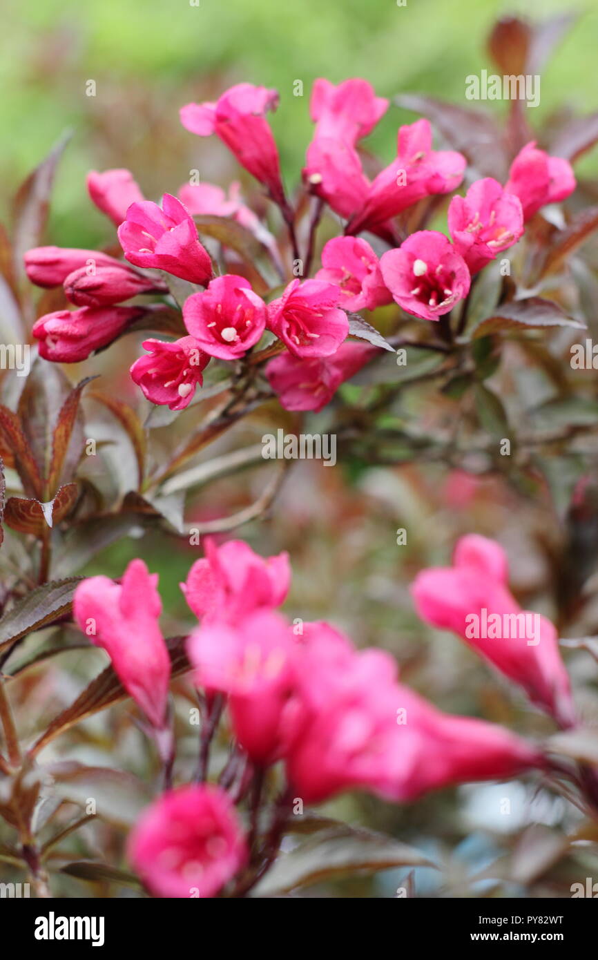 Weigela Naomi Campbell flowering deciduous shrub in an English garden, May, UK Stock Photo