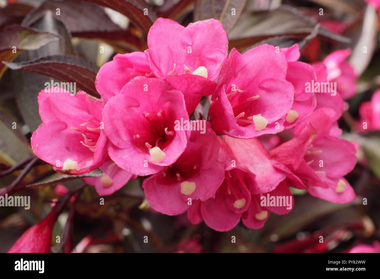 Weigela florida 'Wine and Roses' flowering deciduous shrub, May, UK