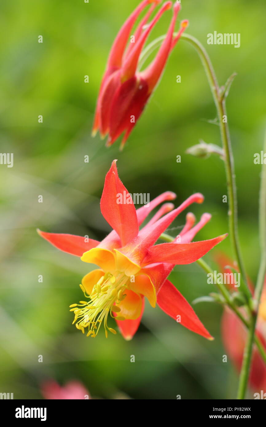 Aquilegia skinnerii 'Tequila Sunrise' flowering in a summer garden ,UK Stock Photo