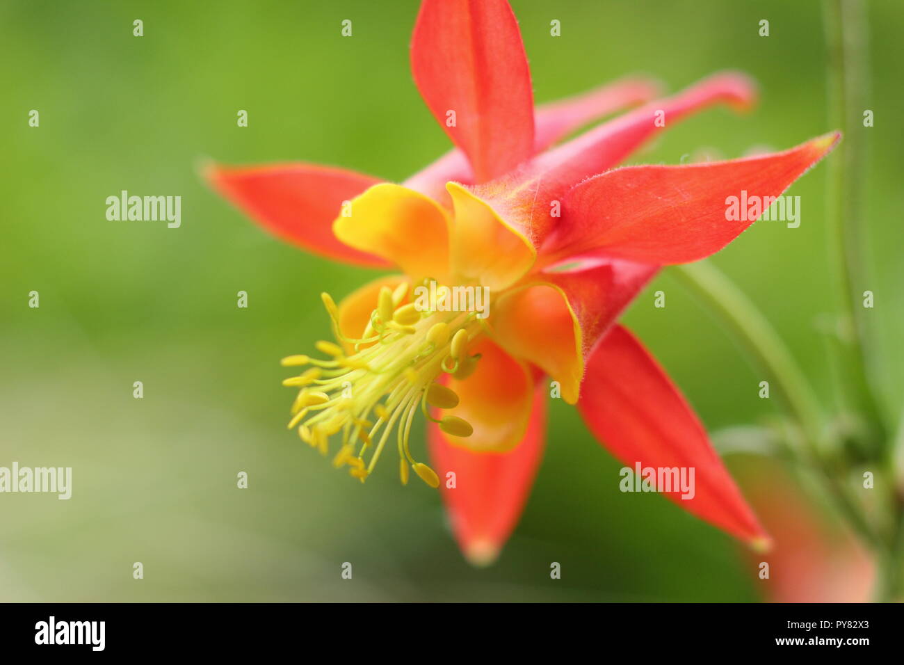 Aquilegia skinnerii 'Tequila Sunrise' flowering in a summer garden ,UK Stock Photo
