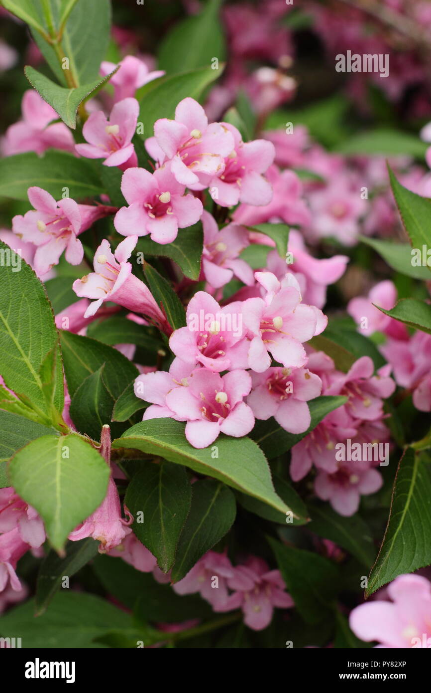 Weigela Florida Pink Poppet Flowering Deciduous Shrub May Uk Stock Photo Alamy
