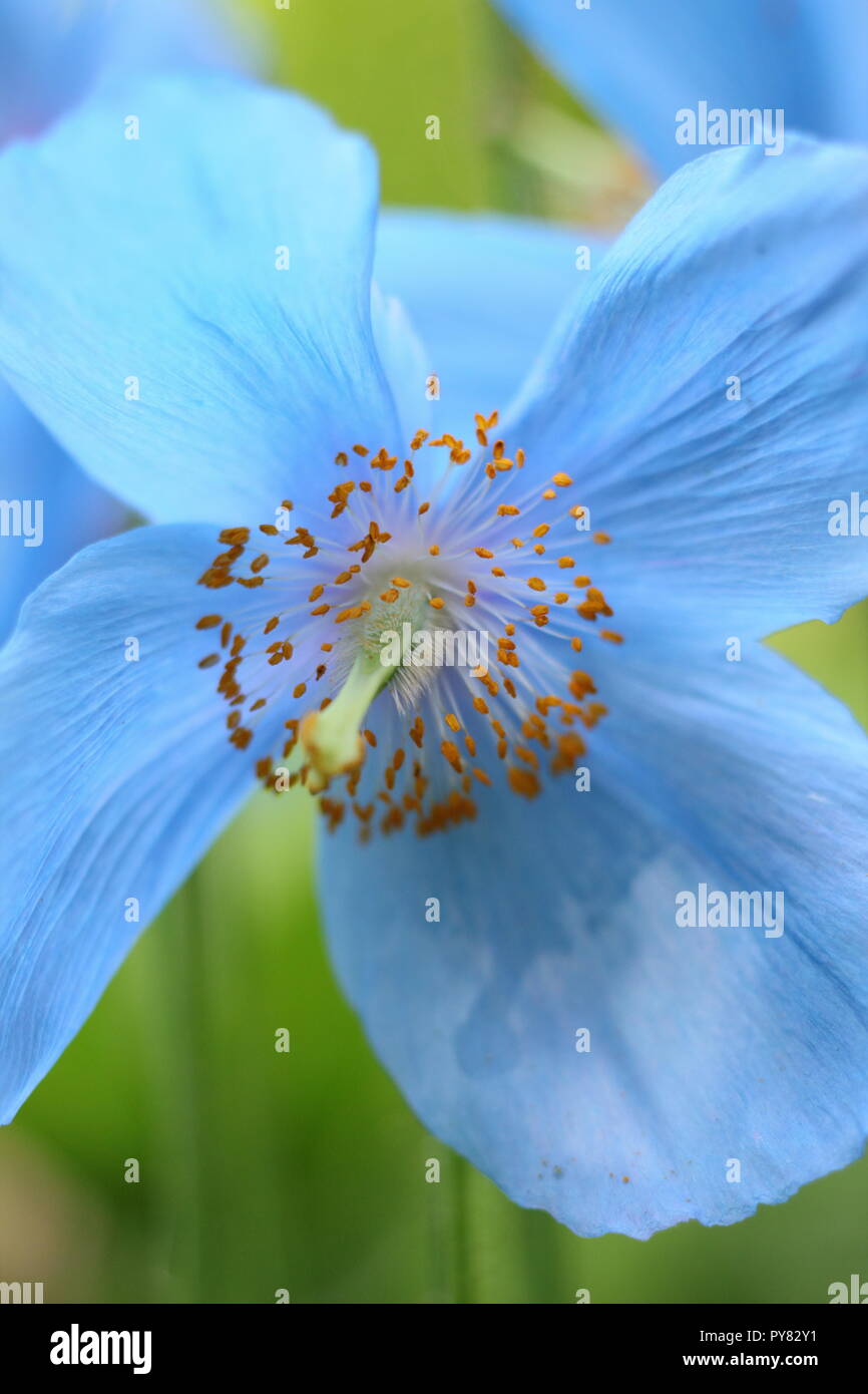 Meconopsis 'Lingholm'. Himalayan Blue Poppy flowering in an English garden, June, UK Stock Photo