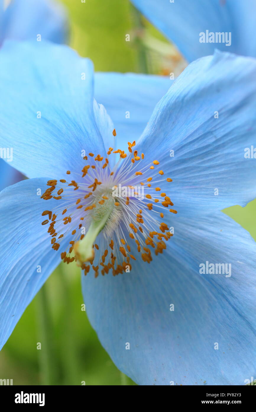 Meconopsis 'Lingholm'. Himalayan blue Poppy flowering in an English garden, June, UK Stock Photo