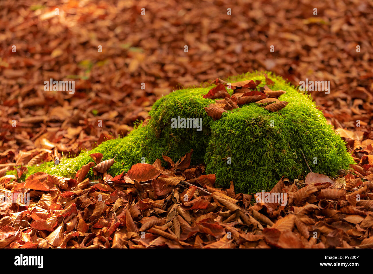 Fallen leaves over green moss in autumn forest Stock Photo