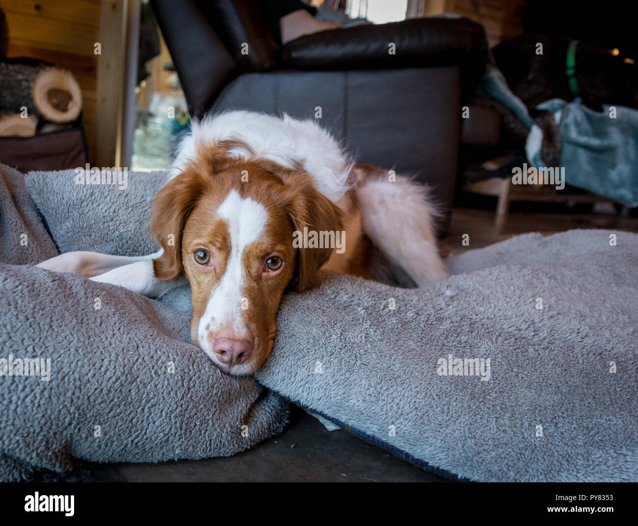 Brittany realzed on bunhc of dog pillow in cabin Stock Photo