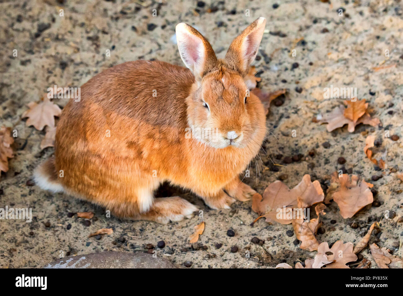 Close up picture of cute brown rabbit on sand Stock Photo - Alamy