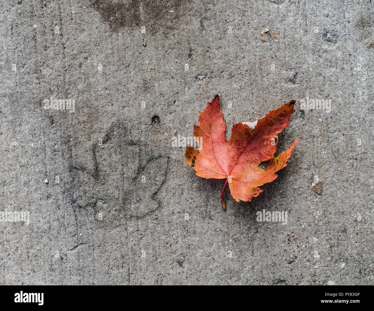 In the fall, a maple leaf on the ground as well as a leaf print on wet cement. Stock Photo