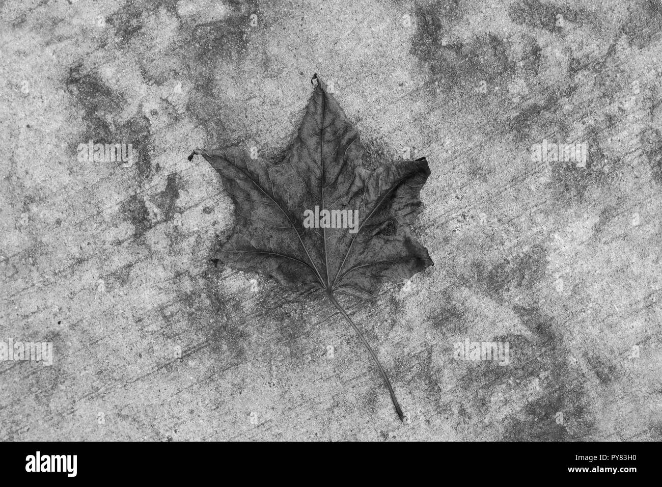 In the fall, a maple leaf on the ground. Gray scale. Stock Photo