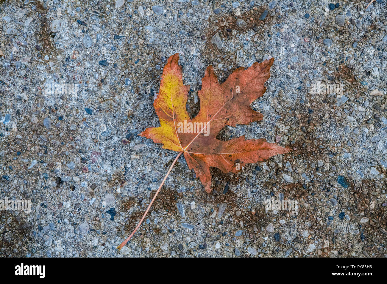 A rust maple leaf in autumn, on the cement. Stock Photo