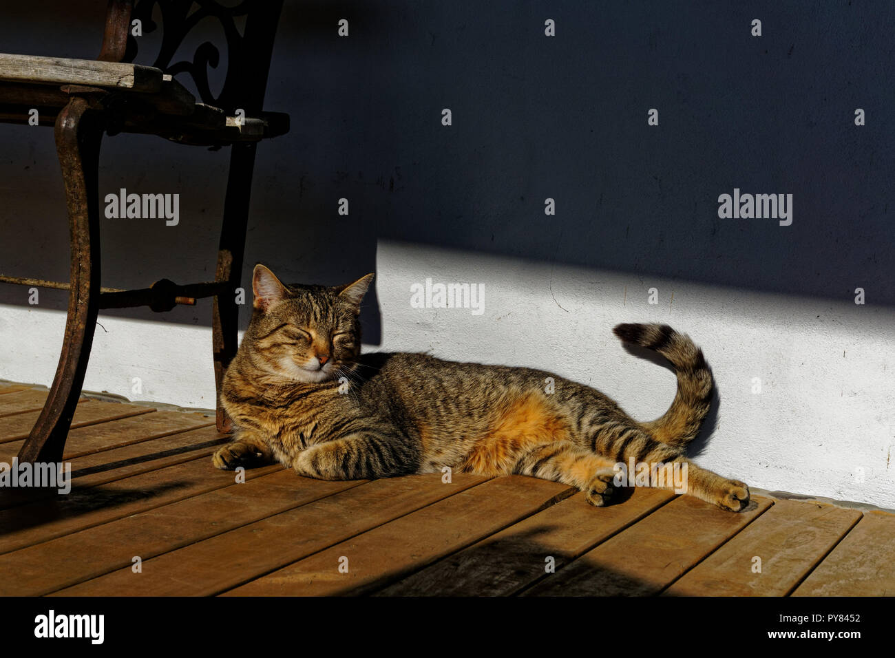 Let sleeping cats lie. A cat napping in the sun. Stock Photo