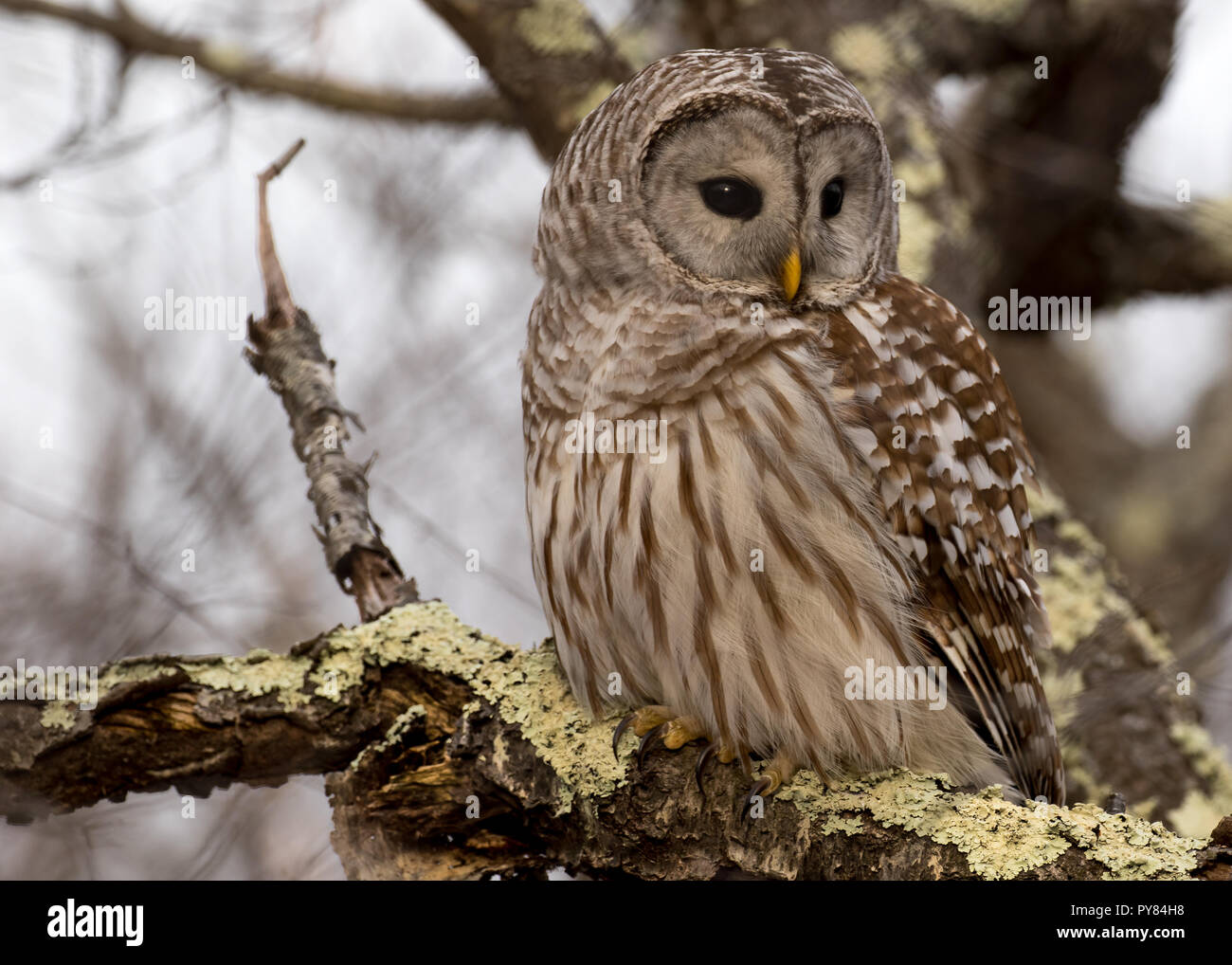 Barred owl on branch Stock Photo